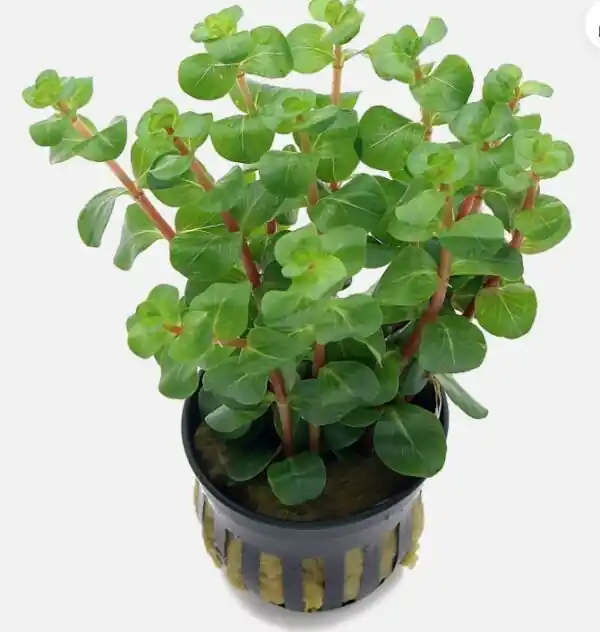 Preferred Sales AP397 Rotala Macrandra 'Bangladesh'